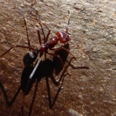 Iridomyrmex purpureus (Meat Ant) at Dunlop, ACT - 15 Aug 2019 by Christine