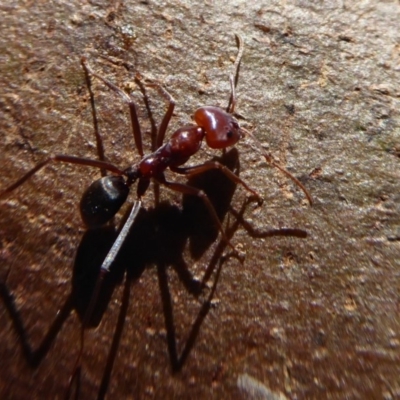 Iridomyrmex purpureus (Meat Ant) at Dunlop, ACT - 15 Aug 2019 by Christine