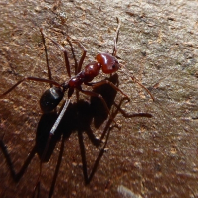 Iridomyrmex purpureus (Meat Ant) at Woodstock Nature Reserve - 15 Aug 2019 by Christine