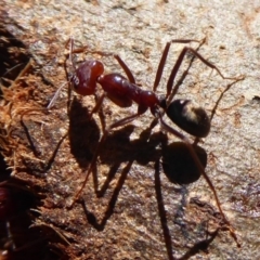 Iridomyrmex purpureus at Dunlop, ACT - 15 Aug 2019 01:56 PM