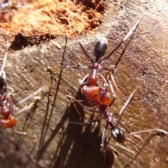 Iridomyrmex purpureus at Dunlop, ACT - 15 Aug 2019