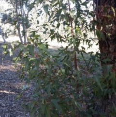 Brachychiton populneus subsp. populneus (Kurrajong) at Watson Woodlands - 17 Aug 2019 by danswell