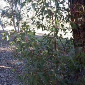 Brachychiton populneus subsp. populneus at Watson, ACT - 17 Aug 2019 02:10 PM