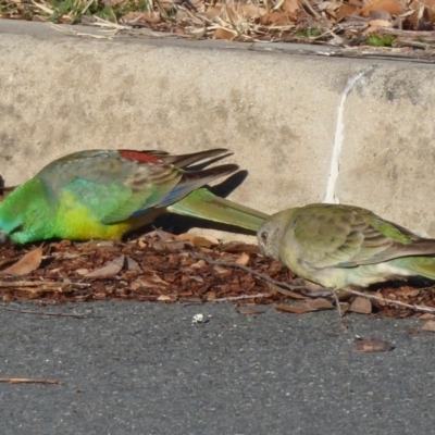 Psephotus haematonotus (Red-rumped Parrot) at Dunlop, ACT - 12 Aug 2019 by Christine