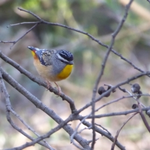 Pardalotus punctatus at Acton, ACT - 16 Aug 2019