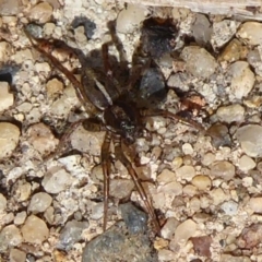 Lycosidae (family) (Wolf spider) at Acton, ACT - 16 Aug 2019 by Christine
