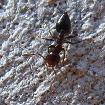 Crematogaster sp. (genus) (Acrobat ant, Cocktail ant) at Acton, ACT - 16 Aug 2019 by Christine