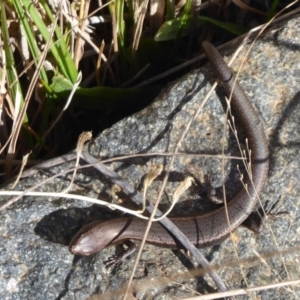 Lampropholis delicata at Acton, ACT - 16 Aug 2019 12:49 PM