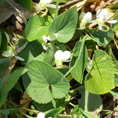 Viola odorata (Sweet Violet, Common Violet) at O'Malley, ACT - 17 Aug 2019 by Mike