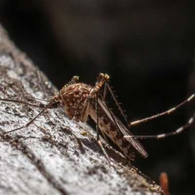 Culicidae (family) (A mosquito) at Kowen, ACT - 17 Aug 2019 by rawshorty