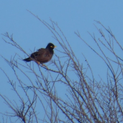 Acridotheres tristis (Common Myna) at Dunlop, ACT - 12 Aug 2019 by Christine