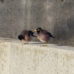 Acridotheres tristis at Dunlop, ACT - 12 Aug 2019 04:13 PM