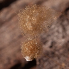 Australomimetus sp. (genus) (Unidentified Pirate spider) at Kowen, ACT - 17 Aug 2019 by rawshorty