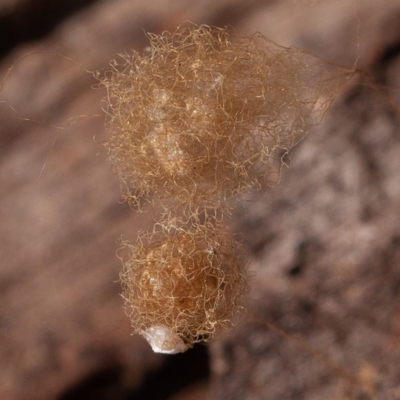 Australomimetus sp. (genus) (Unidentified Pirate spider) at Kowen, ACT - 17 Aug 2019 by rawshorty