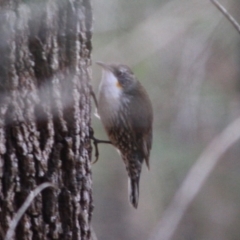 Cormobates leucophaea (White-throated Treecreeper) at Broulee, NSW - 17 Aug 2019 by LisaH