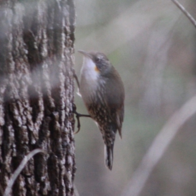 Cormobates leucophaea (White-throated Treecreeper) at Broulee, NSW - 17 Aug 2019 by LisaH