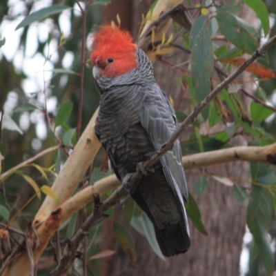 Callocephalon fimbriatum (Gang-gang Cockatoo) at Moruya, NSW - 17 Aug 2019 by LisaH