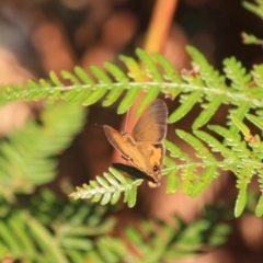 Hypocysta metirius (Brown Ringlet) at Guerilla Bay, NSW - 17 Aug 2019 by LisaH