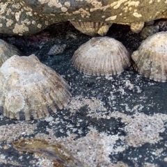 Cellana tramoserica (Commom Limpet) at Bawley Point, NSW - 17 Aug 2019 by GLemann