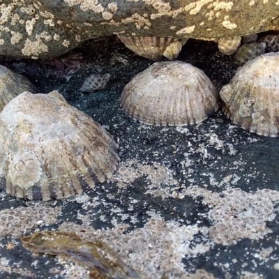 Cellana tramoserica (Commom Limpet) at Bawley Point, NSW - 17 Aug 2019 by GLemann