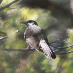 Anthochaera chrysoptera (Little Wattlebird) at Guerilla Bay, NSW - 17 Aug 2019 by LisaH