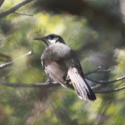 Anthochaera chrysoptera (Little Wattlebird) at Guerilla Bay, NSW - 17 Aug 2019 by LisaH