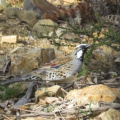 Cinclosoma punctatum (Spotted Quail-thrush) at Glen Allen, NSW - 16 Aug 2019 by KumikoCallaway