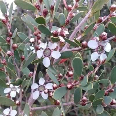 Leptospermum laevigatum (Coast Teatree) at Bawley Point, NSW - 17 Aug 2019 by GLemann