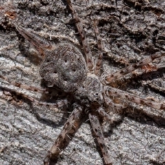 Tamopsis sp. (genus) (Two-tailed spider) at Denman Prospect 2 Estate Deferred Area (Block 12) - 17 Aug 2019 by rawshorty