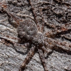 Tamopsis sp. (genus) (Two-tailed spider) at Denman Prospect, ACT - 17 Aug 2019 by rawshorty