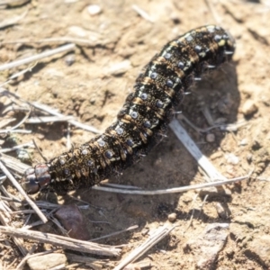 Apina callisto at Giralang, ACT - 15 Aug 2019