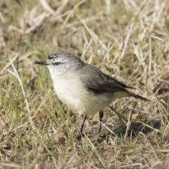 Acanthiza chrysorrhoa at Nicholls, ACT - 15 Aug 2019 11:07 AM