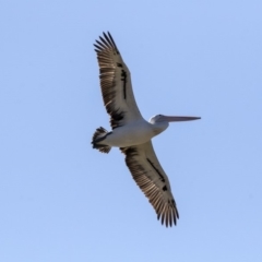 Pelecanus conspicillatus (Australian Pelican) at Nicholls, ACT - 15 Aug 2019 by AlisonMilton