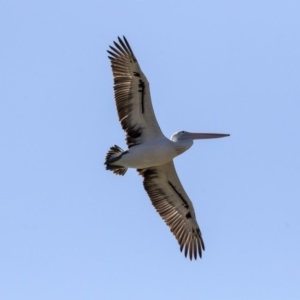 Pelecanus conspicillatus at Nicholls, ACT - 15 Aug 2019 11:44 AM