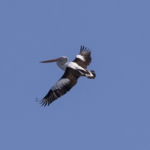 Pelecanus conspicillatus at Nicholls, ACT - 15 Aug 2019 11:44 AM