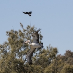 Pelecanus conspicillatus at Nicholls, ACT - 15 Aug 2019 11:44 AM