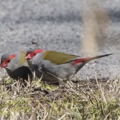 Neochmia temporalis (Red-browed Finch) at Nicholls, ACT - 15 Aug 2019 by Alison Milton