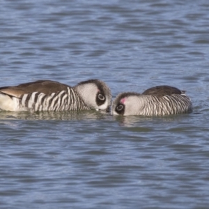 Malacorhynchus membranaceus at Nicholls, ACT - 15 Aug 2019