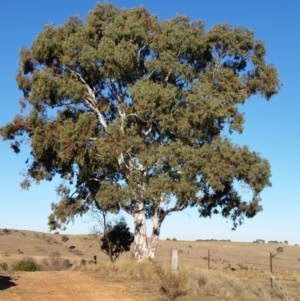 Eucalyptus rubida subsp. rubida at Yass River, NSW - 17 Aug 2019