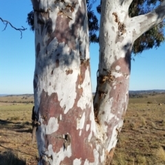 Eucalyptus rubida subsp. rubida at Yass River, NSW - 17 Aug 2019 04:25 PM