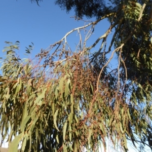 Eucalyptus rubida subsp. rubida at Yass River, NSW - 17 Aug 2019 04:25 PM