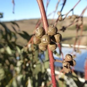 Eucalyptus rubida subsp. rubida at Yass River, NSW - 17 Aug 2019 04:25 PM