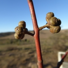 Eucalyptus rubida subsp. rubida at Yass River, NSW - 17 Aug 2019 04:25 PM