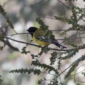 Pachycephala pectoralis at Nicholls, ACT - 15 Aug 2019 01:37 PM