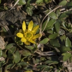 Ranunculus papulentus (Large River Buttercup) at Nicholls, ACT - 15 Aug 2019 by AlisonMilton