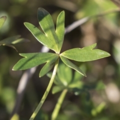 Ranunculus papulentus at Nicholls, ACT - 15 Aug 2019