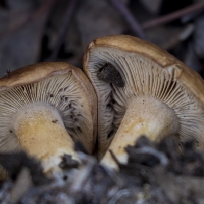 Unidentified Fungus at Nicholls, ACT - 15 Aug 2019 by AlisonMilton