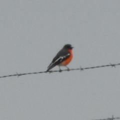 Petroica phoenicea (Flame Robin) at Paddys River, ACT - 22 Apr 2018 by YumiCallaway