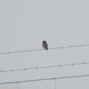 Petroica phoenicea at Paddys River, ACT - 22 Apr 2018 10:04 AM