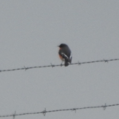 Petroica phoenicea at Paddys River, ACT - 22 Apr 2018